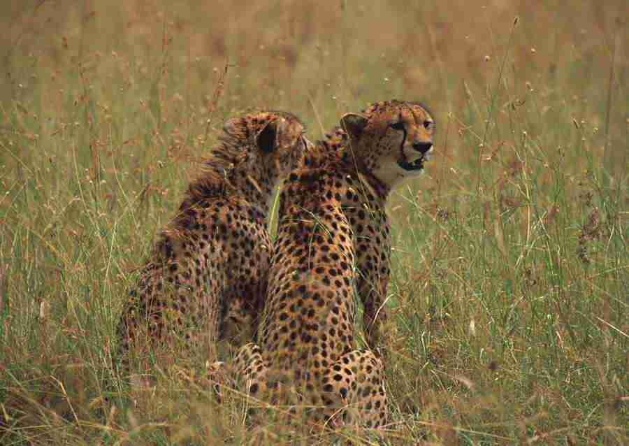 Wild Animals In Africa - Datacraft Sozaijiten  ></a>
<script language=JavaScript> 
  var txt = 