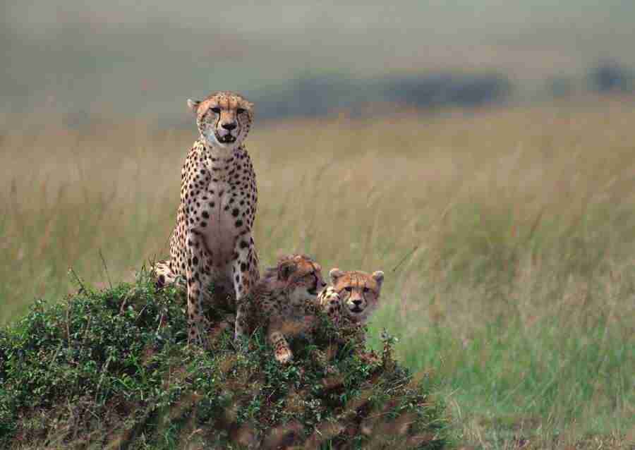 Wild Animals In Africa - Datacraft Sozaijiten  ></a>
<script language=JavaScript> 
  var txt = 