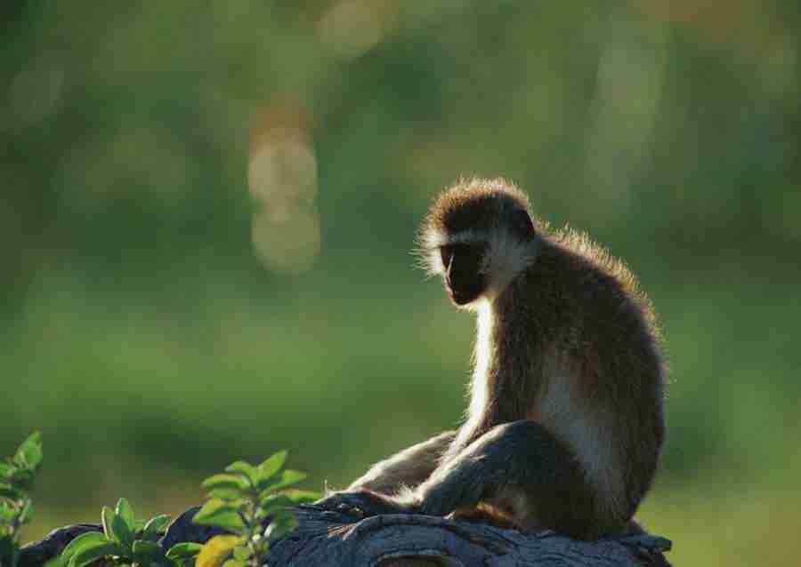 Wild Animals In Africa - Datacraft Sozaijiten  ></a>
<script language=JavaScript> 
  var txt = 