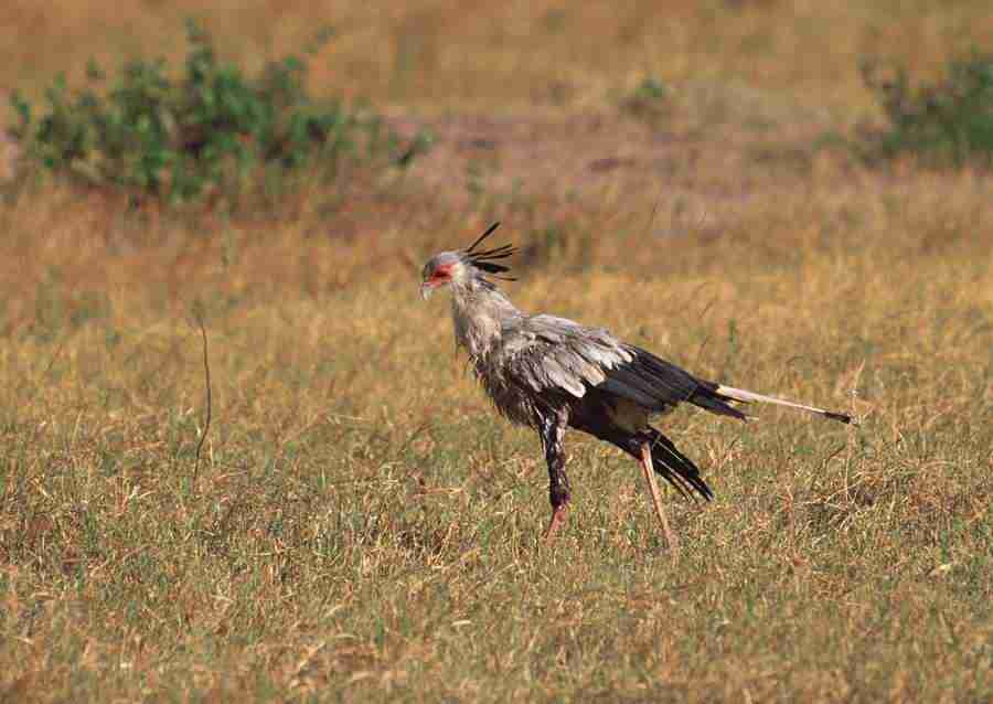 Wild Animals In Africa - Datacraft Sozaijiten  ></a>
<script language=JavaScript> 
  var txt = 