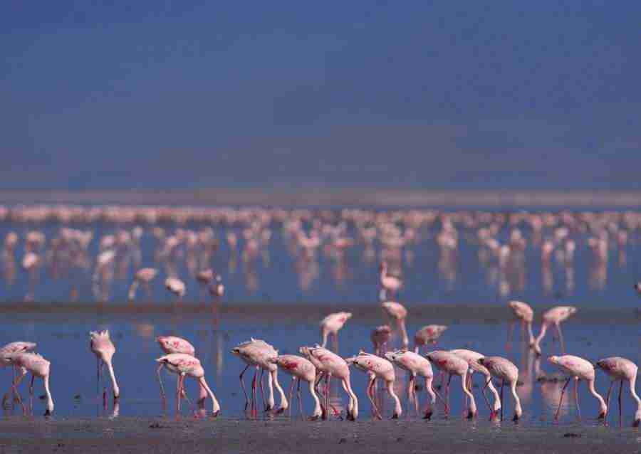 Wild Animals In Africa - Datacraft Sozaijiten  ></a>
<script language=JavaScript> 
  var txt = 