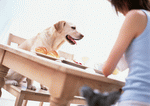 Datacraft Sozaijiten : Women And Their Dogs 