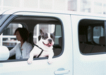 Datacraft Sozaijiten : Women And Their Dogs 