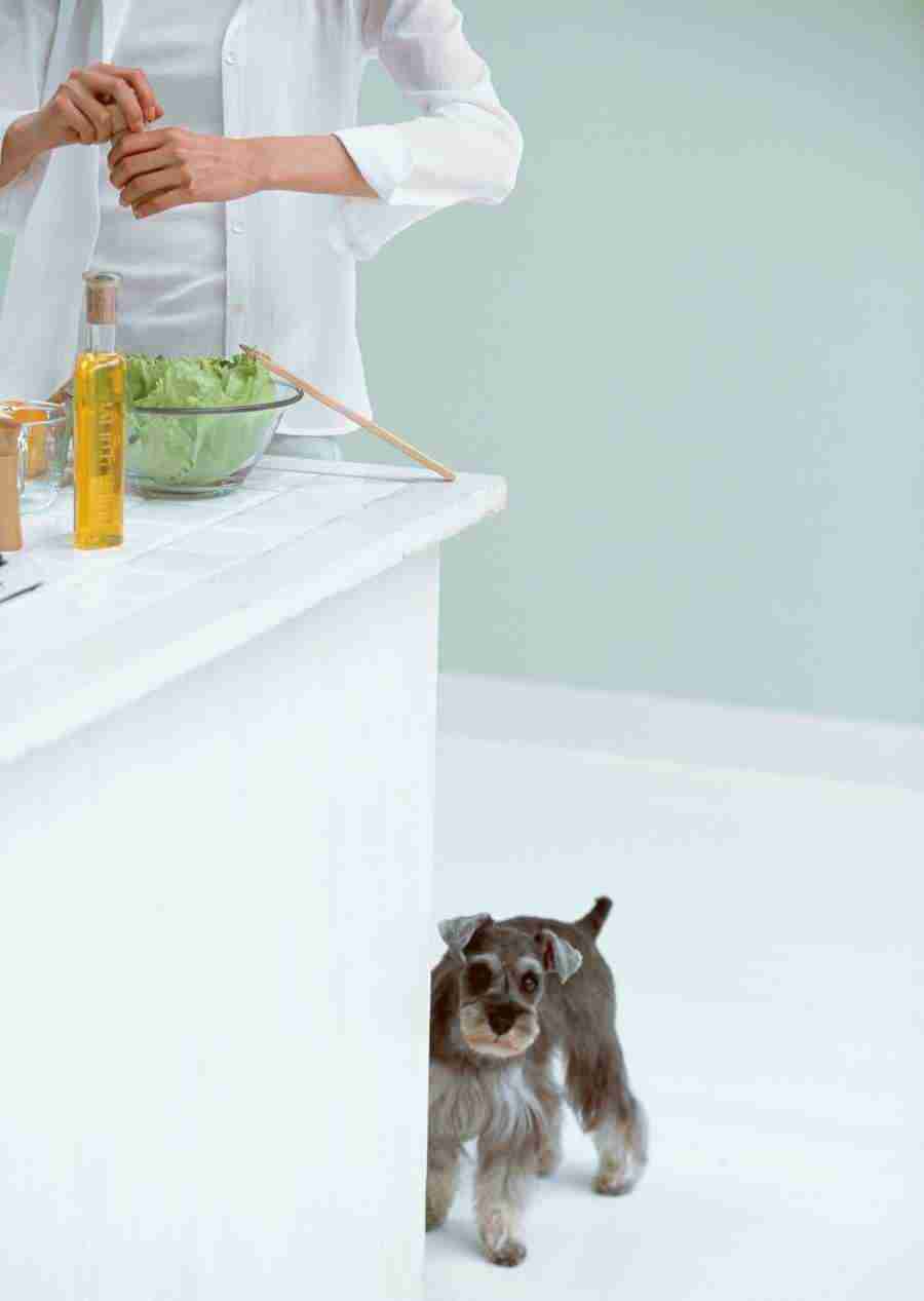 Women And Their Dogs - Datacraft Sozaijiten  ></a>
<script language=JavaScript> 
  var txt = 