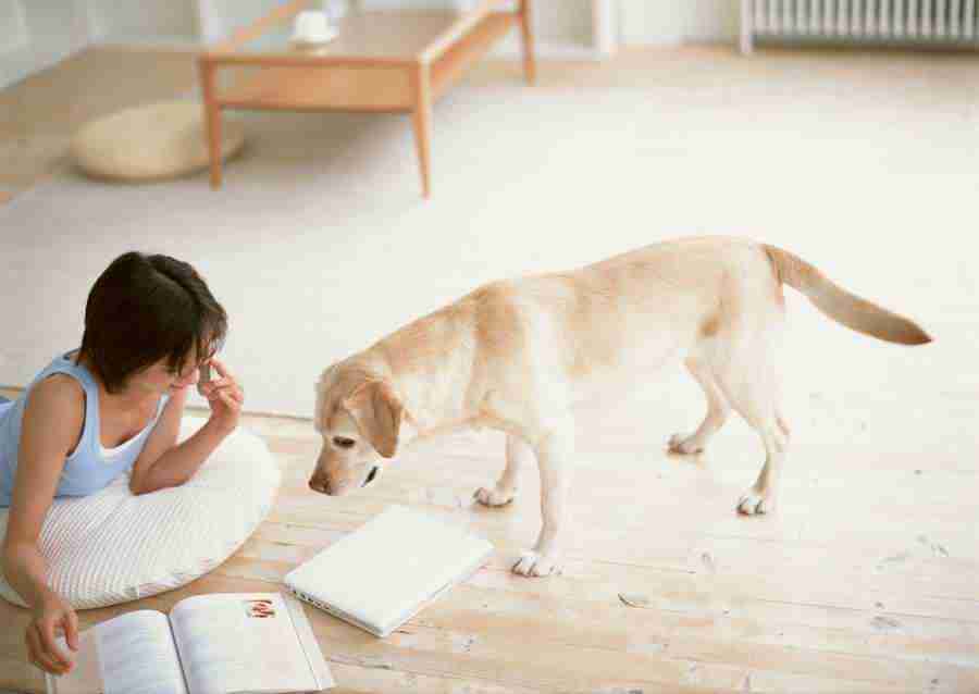 Women And Their Dogs - Datacraft Sozaijiten  ></a>
<script language=JavaScript> 
  var txt = 