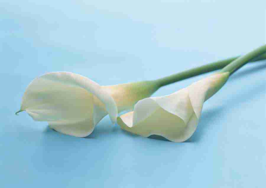 Wedding Flowers - Datacraft Sozaijiten  ></a>
<script language=JavaScript> 
  var txt = 