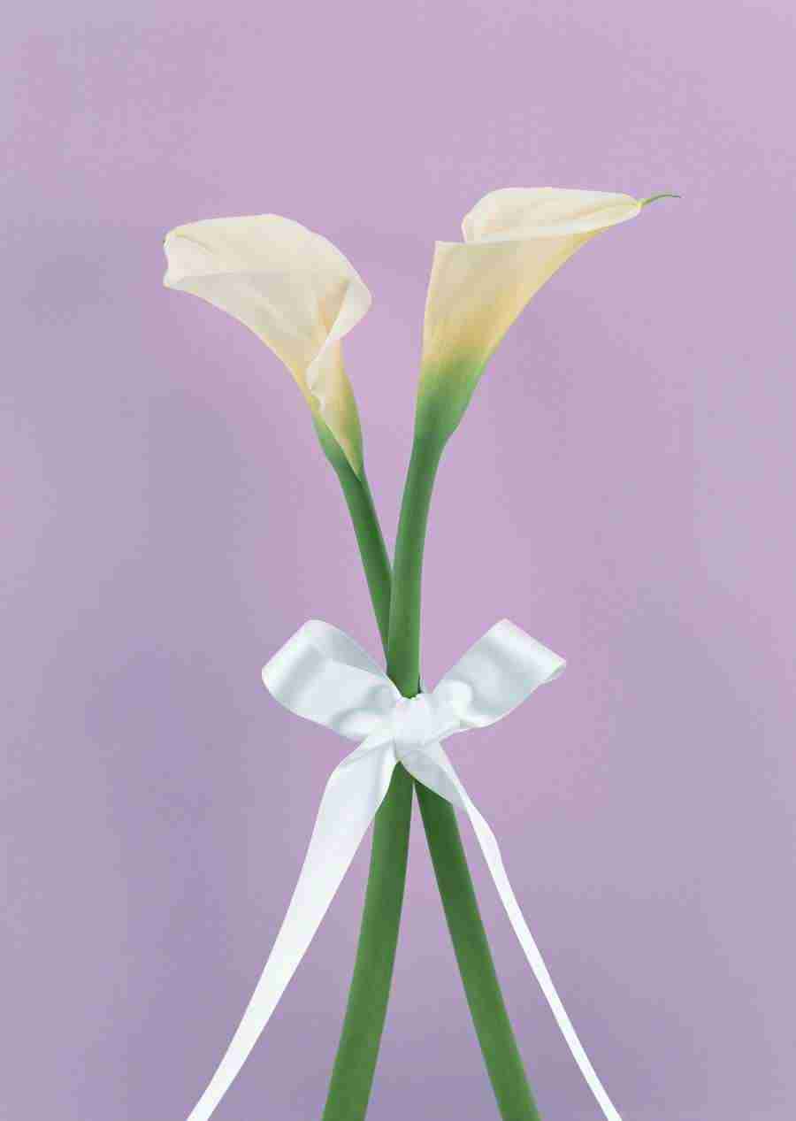Wedding Flowers - Datacraft Sozaijiten  ></a>
<script language=JavaScript> 
  var txt = 