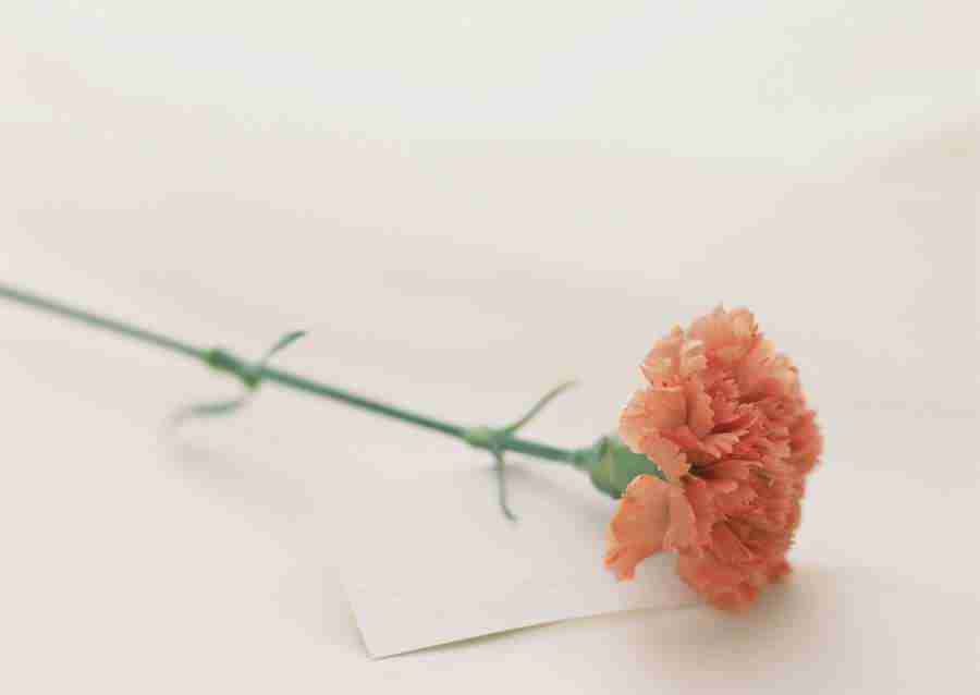 Wedding Flowers - Datacraft Sozaijiten  ></a>
<script language=JavaScript> 
  var txt = 