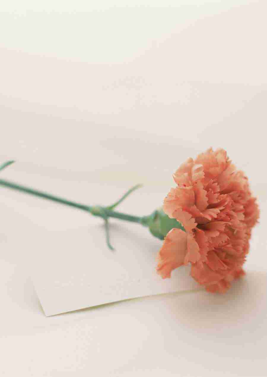 Wedding Flowers - Datacraft Sozaijiten  ></a>
<script language=JavaScript> 
  var txt = 