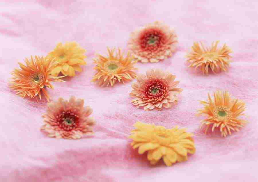 Wedding Flowers - Datacraft Sozaijiten  ></a>
<script language=JavaScript> 
  var txt = 