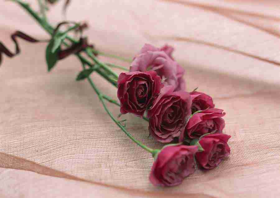 Wedding Flowers - Datacraft Sozaijiten  ></a>
<script language=JavaScript> 
  var txt = 