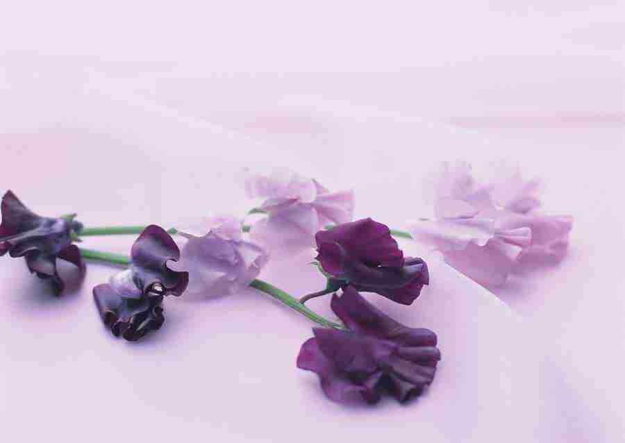 Wedding Flowers - Datacraft Sozaijiten  ></a>
<script language=JavaScript> 
  var txt = 