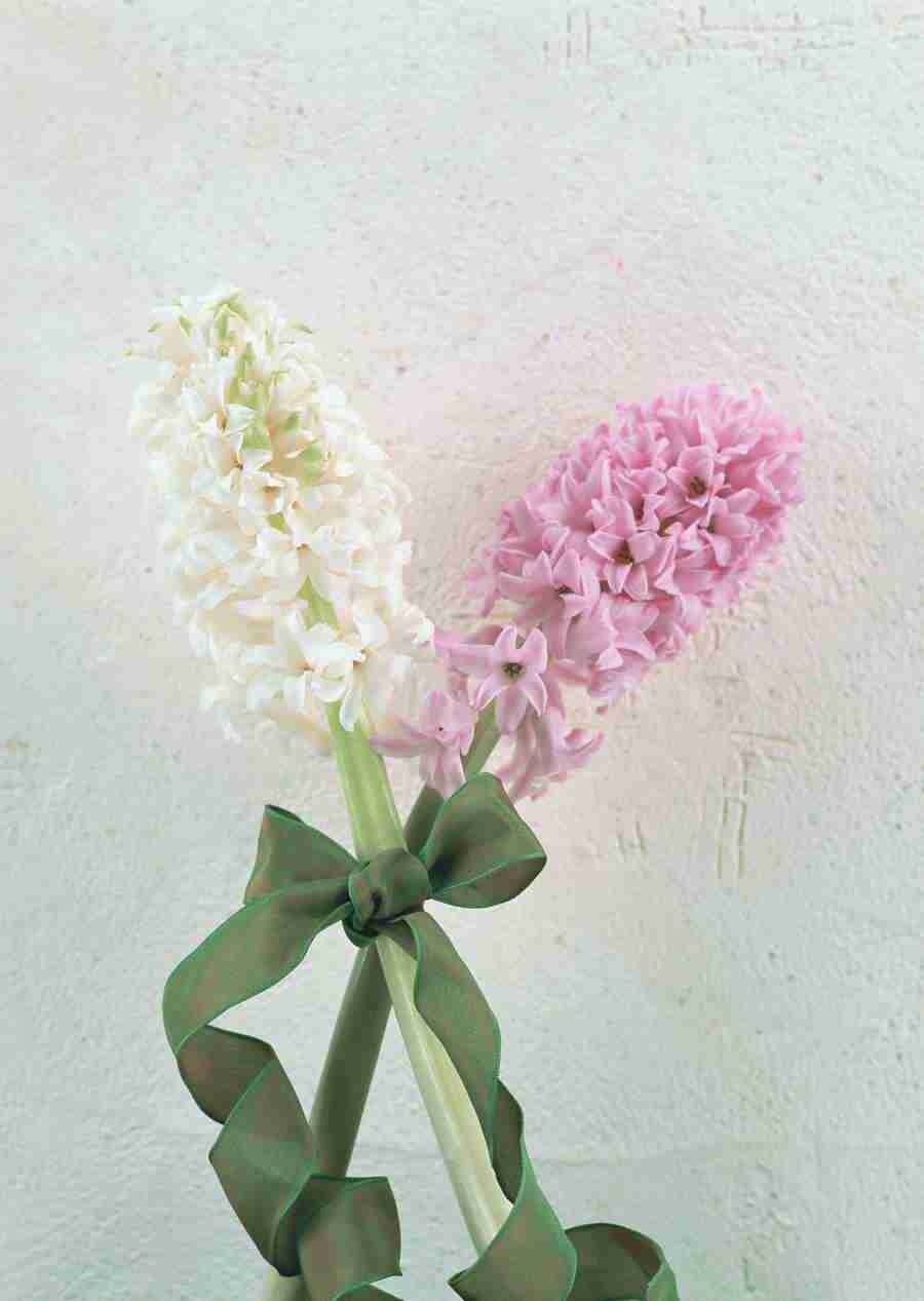 Wedding Flowers - Datacraft Sozaijiten  ></a>
<script language=JavaScript> 
  var txt = 