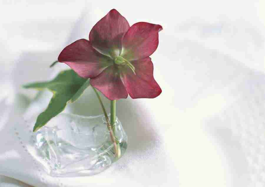 Wedding Flowers - Datacraft Sozaijiten  ></a>
<script language=JavaScript> 
  var txt = 