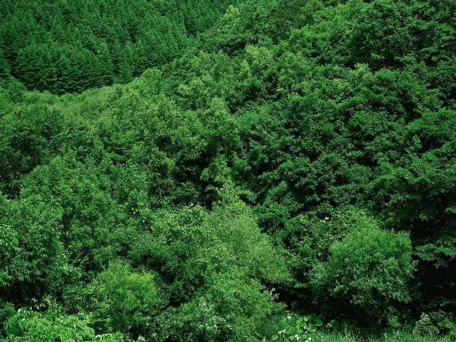 Scenery - Dex Super Gu ></a>
<script language=JavaScript> 
  var txt = 