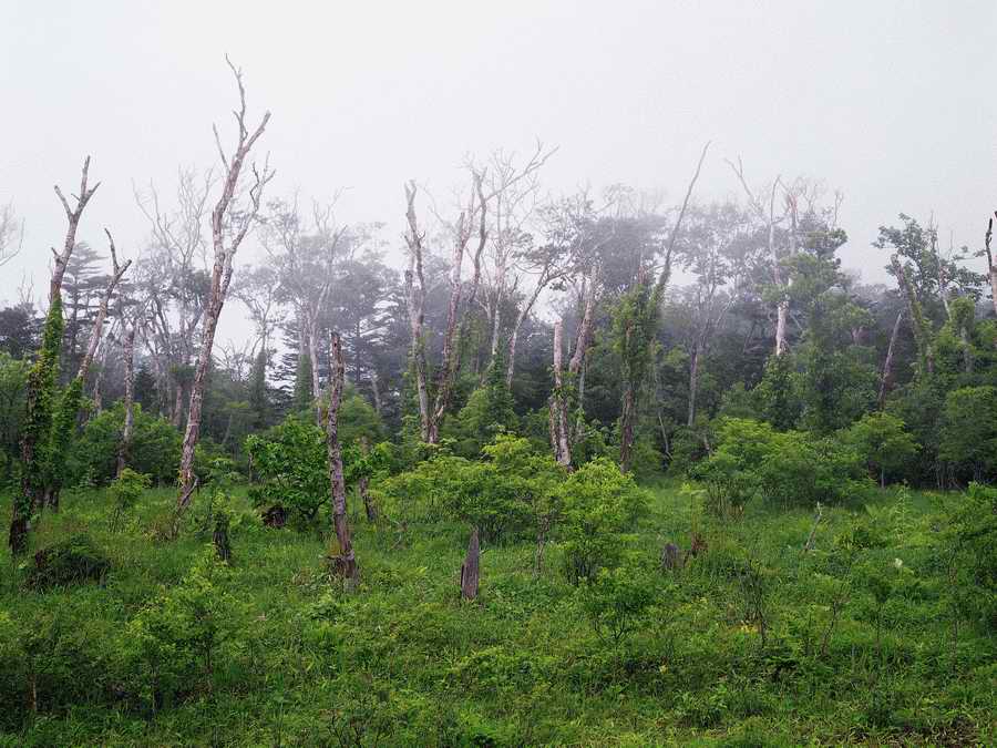 Scenery - Dex Super Gu ></a>
<script language=JavaScript> 
  var txt = 