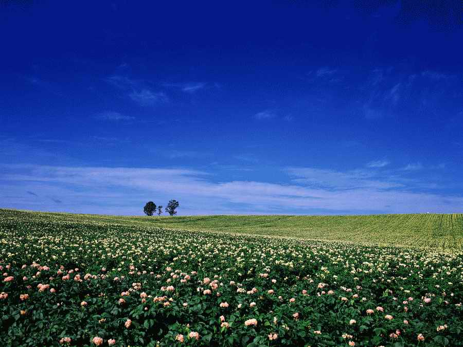 Scenery - Dex Super Gu ></a>
<script language=JavaScript> 
  var txt = 