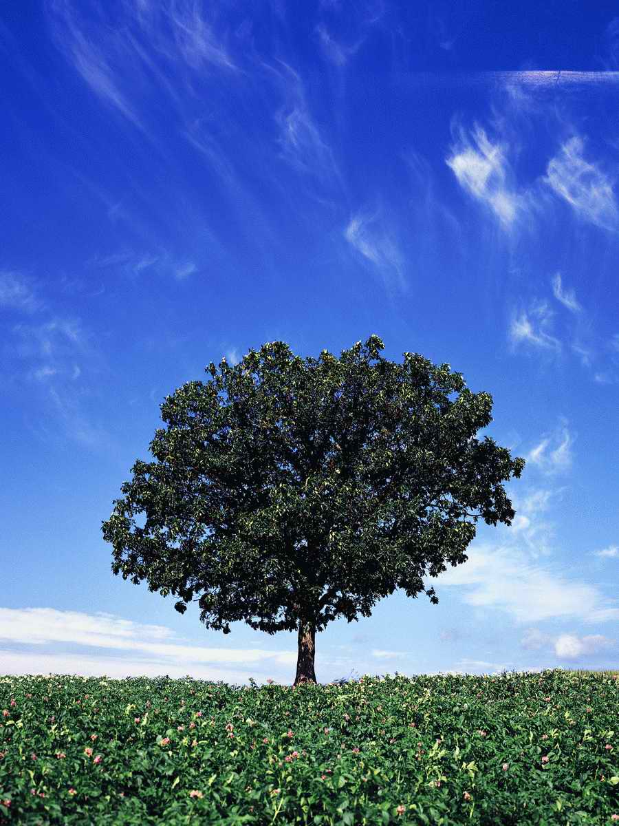 Scenery - Dex Super Gu ></a>
<script language=JavaScript> 
  var txt = 