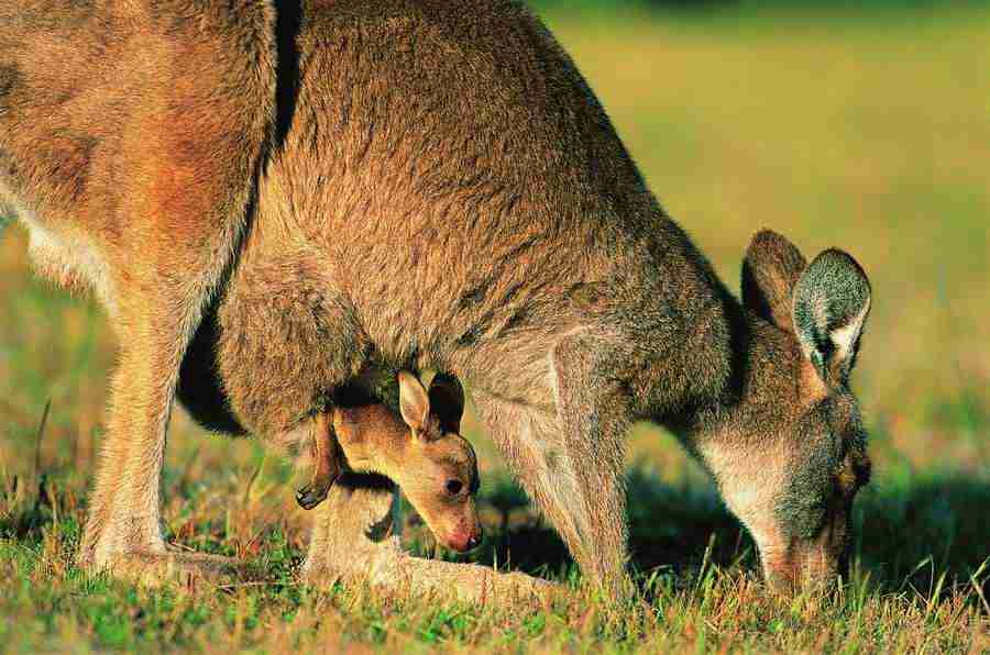 Animal Families - Digital Vision ></a>
<script language=JavaScript> 
  var txt = 