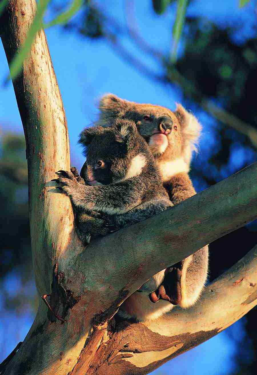 Animal Families - Digital Vision ></a>
<script language=JavaScript> 
  var txt = 