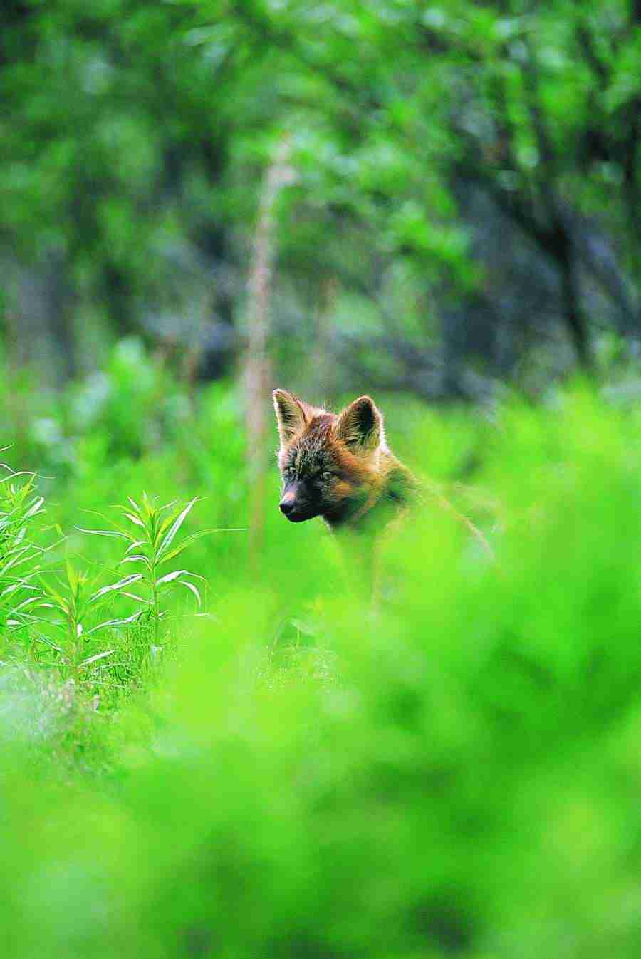 Animal Families - Digital Vision ></a>
<script language=JavaScript> 
  var txt = 