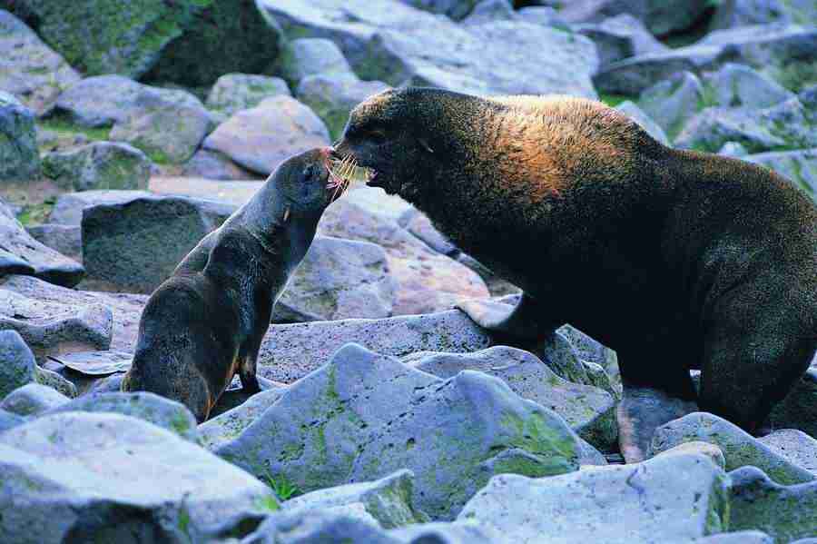 Animal Families - Digital Vision ></a>
<script language=JavaScript> 
  var txt = 