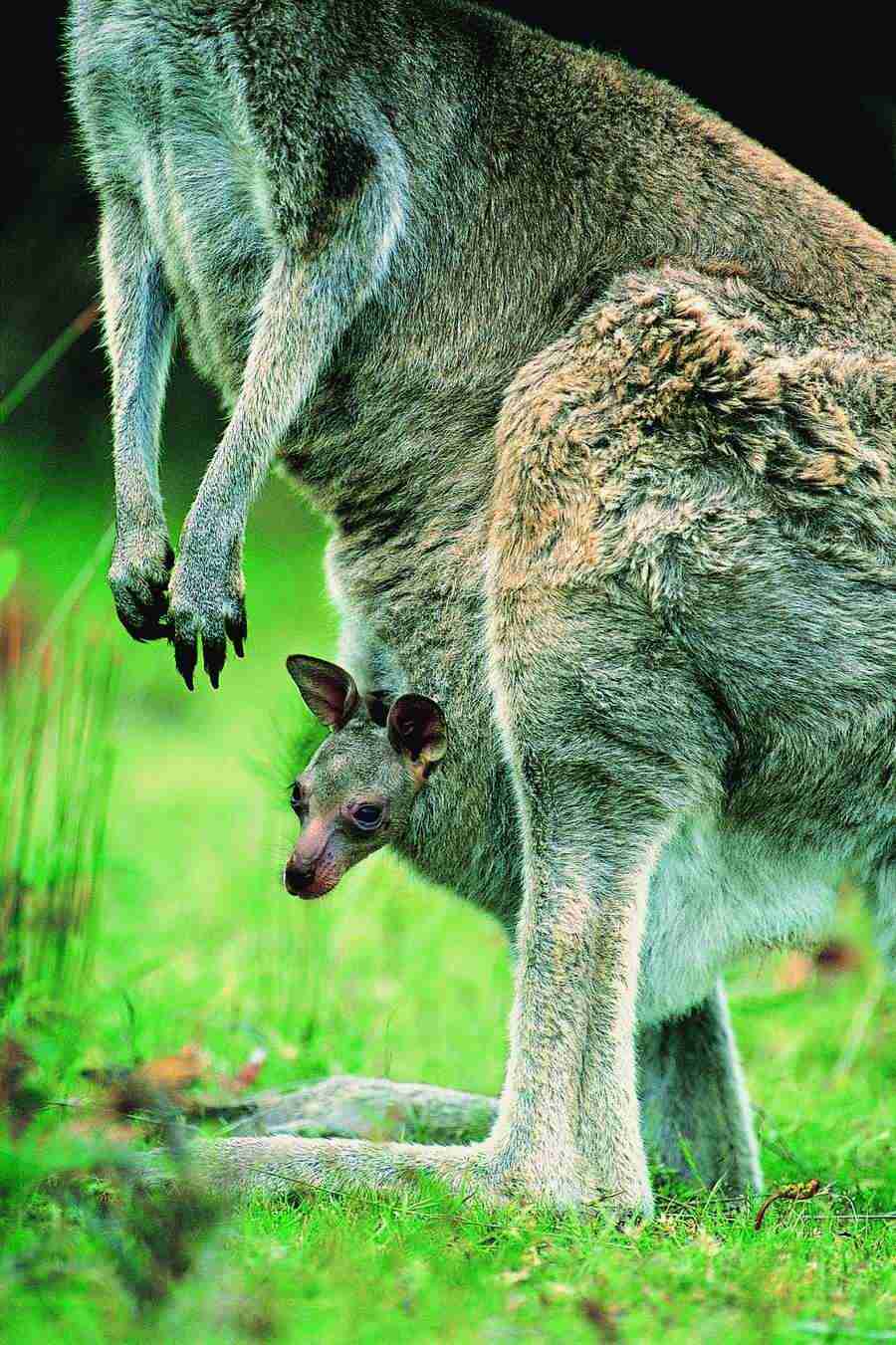 Animal Families - Digital Vision ></a>
<script language=JavaScript> 
  var txt = 