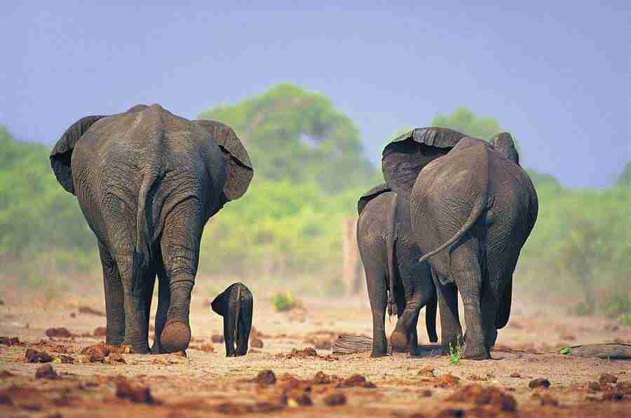 Animal Families - Digital Vision ></a>
<script language=JavaScript> 
  var txt = 