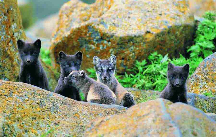 Animal Families - Digital Vision ></a>
<script language=JavaScript> 
  var txt = 