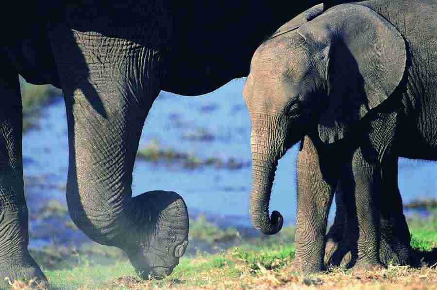Animal Families - Digital Vision ></a>
<script language=JavaScript> 
  var txt = 