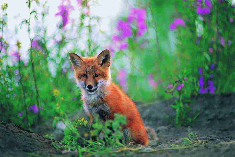 Animal Families - Digital Vision ></a>
<script language=JavaScript> 
  var txt = 