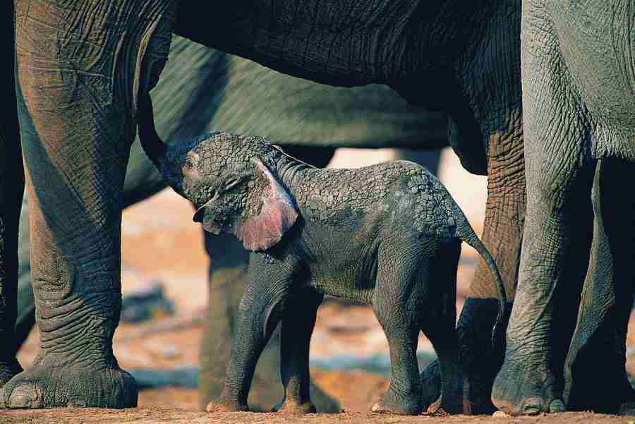 Animal Families - Digital Vision ></a>
<script language=JavaScript> 
  var txt = 