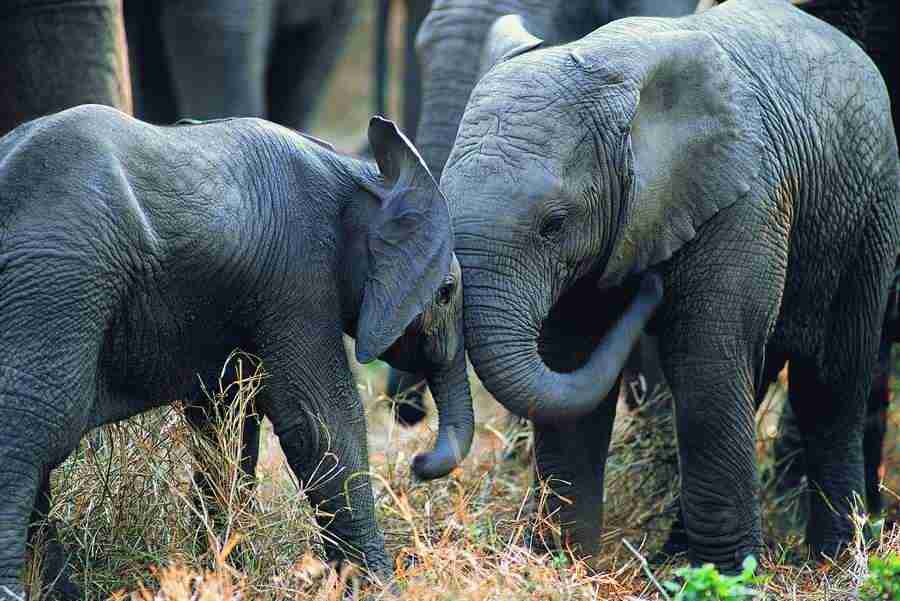 Animal Families - Digital Vision ></a>
<script language=JavaScript> 
  var txt = 