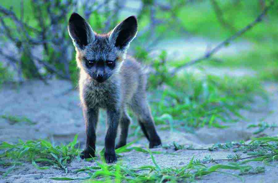 Animal Families - Digital Vision ></a>
<script language=JavaScript> 
  var txt = 