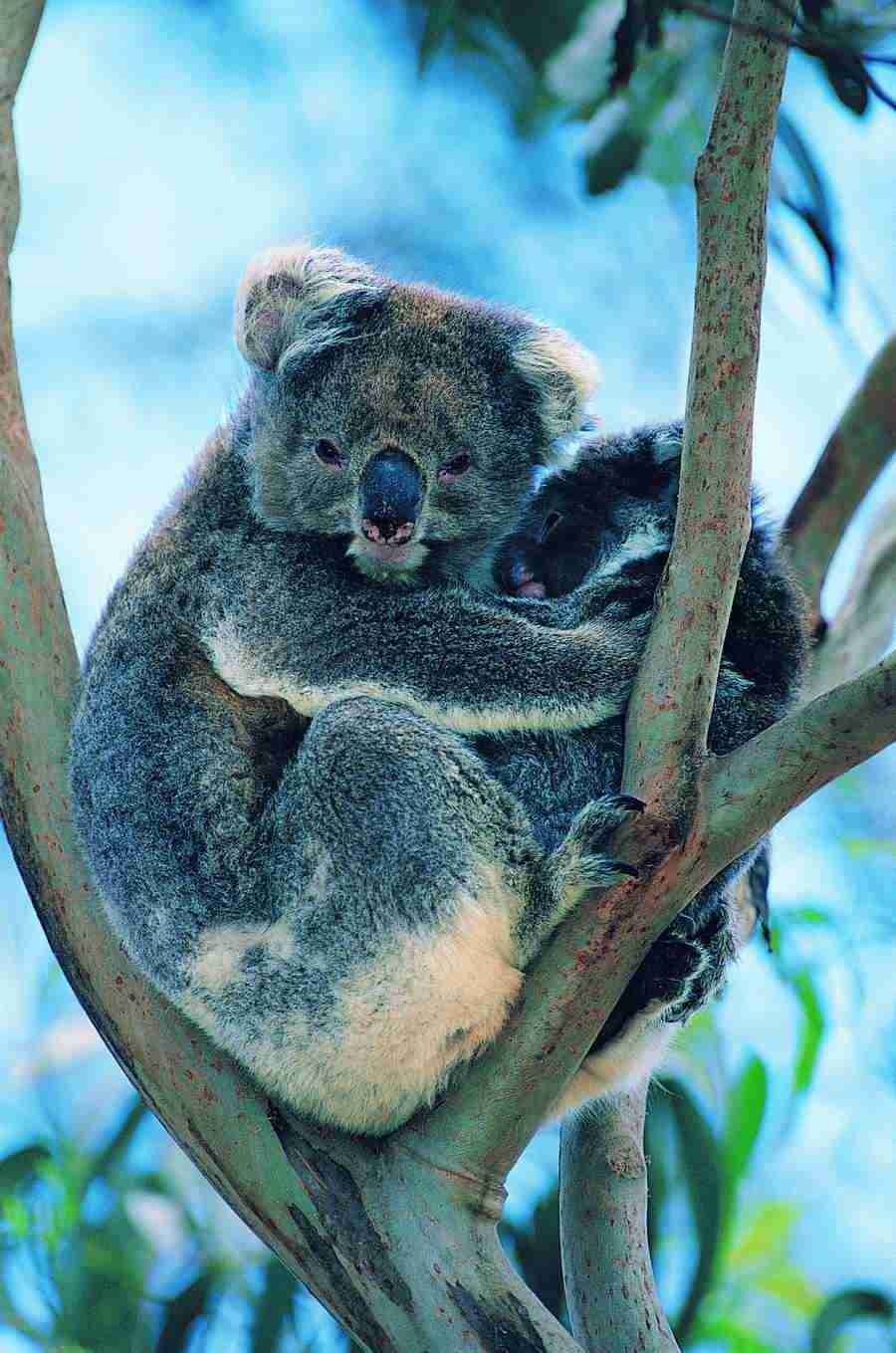 Animal Families - Digital Vision ></a>
<script language=JavaScript> 
  var txt = 