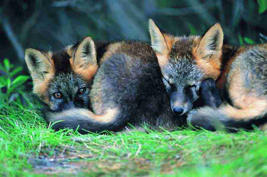 Animal Families - Digital Vision ></a>
<script language=JavaScript> 
  var txt = 