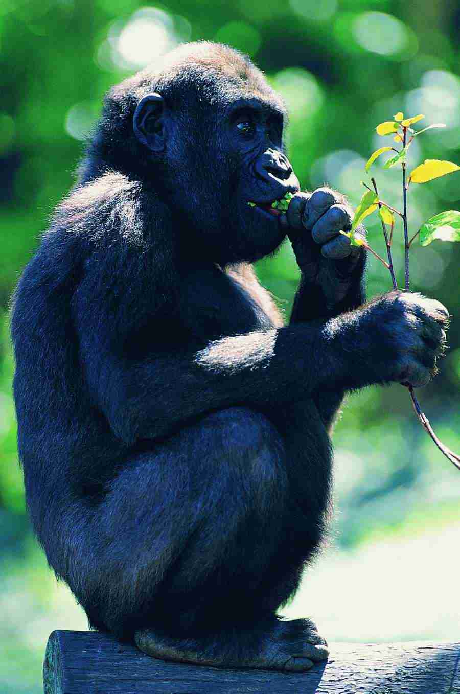 Animal Families - Digital Vision ></a>
<script language=JavaScript> 
  var txt = 