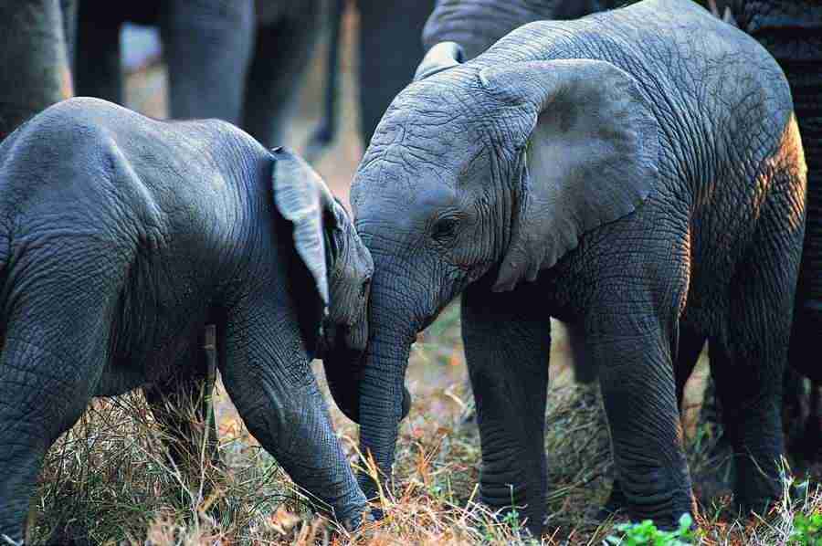 Animal Families - Digital Vision ></a>
<script language=JavaScript> 
  var txt = 