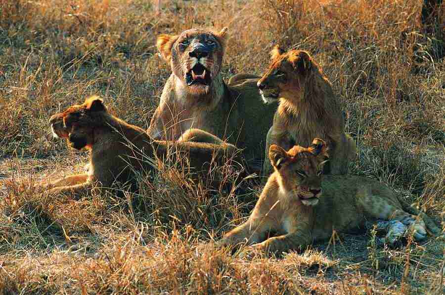 Animal Families - Digital Vision ></a>
<script language=JavaScript> 
  var txt = 