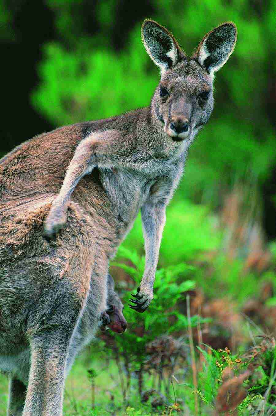 Animal Families - Digital Vision ></a>
<script language=JavaScript> 
  var txt = 
