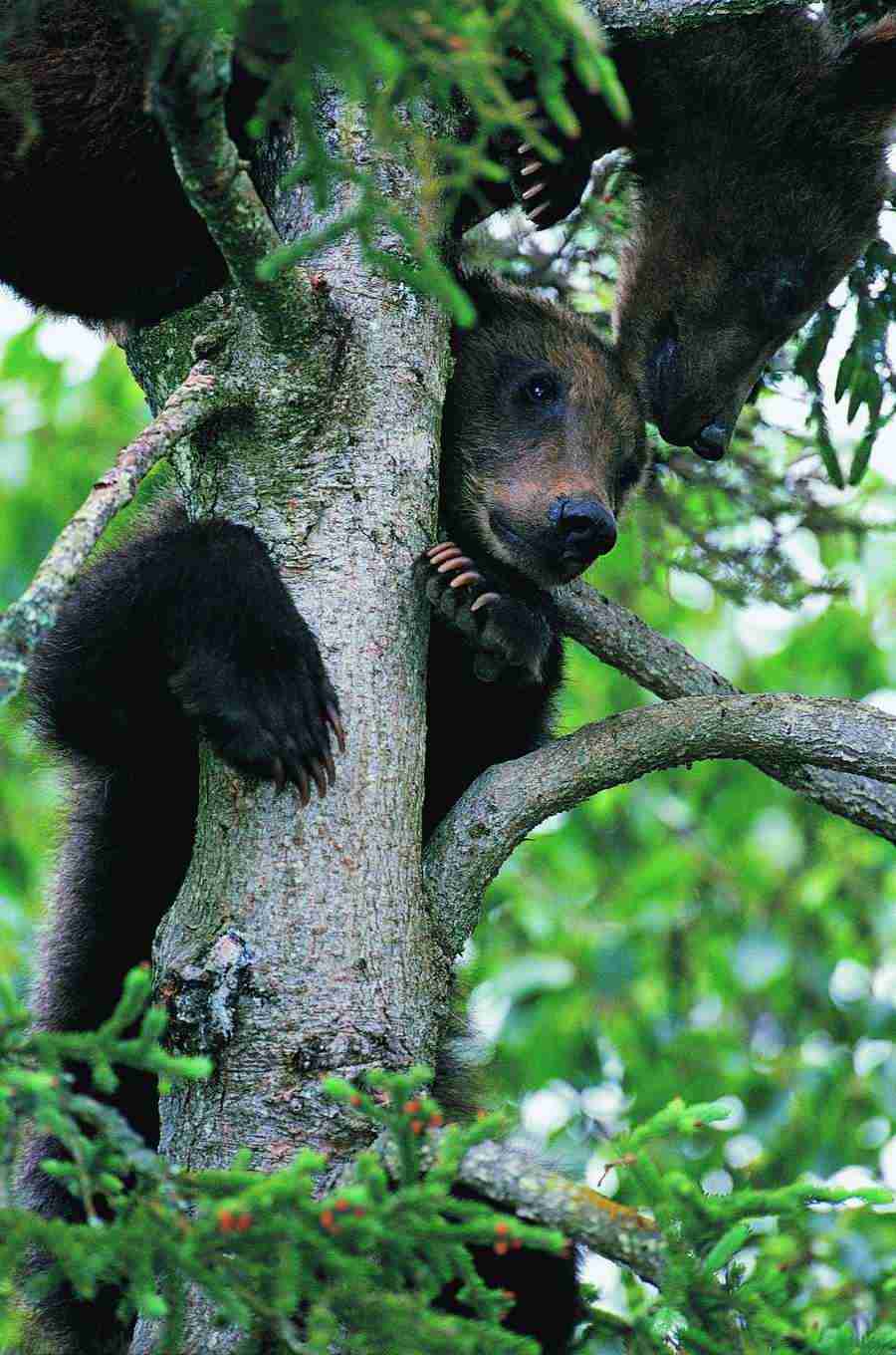 Animal Families - Digital Vision ></a>
<script language=JavaScript> 
  var txt = 