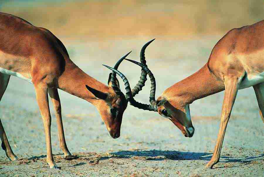 Animal Families - Digital Vision ></a>
<script language=JavaScript> 
  var txt = 