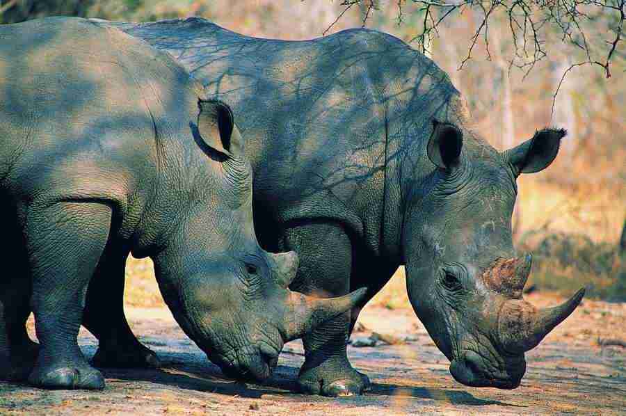 Animal Families - Digital Vision ></a>
<script language=JavaScript> 
  var txt = 