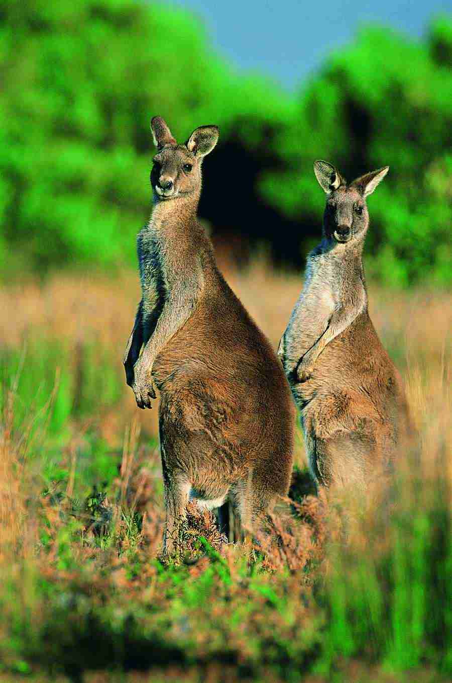 Animal Families - Digital Vision ></a>
<script language=JavaScript> 
  var txt = 