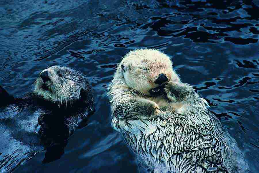 Animal Families - Digital Vision ></a>
<script language=JavaScript> 
  var txt = 