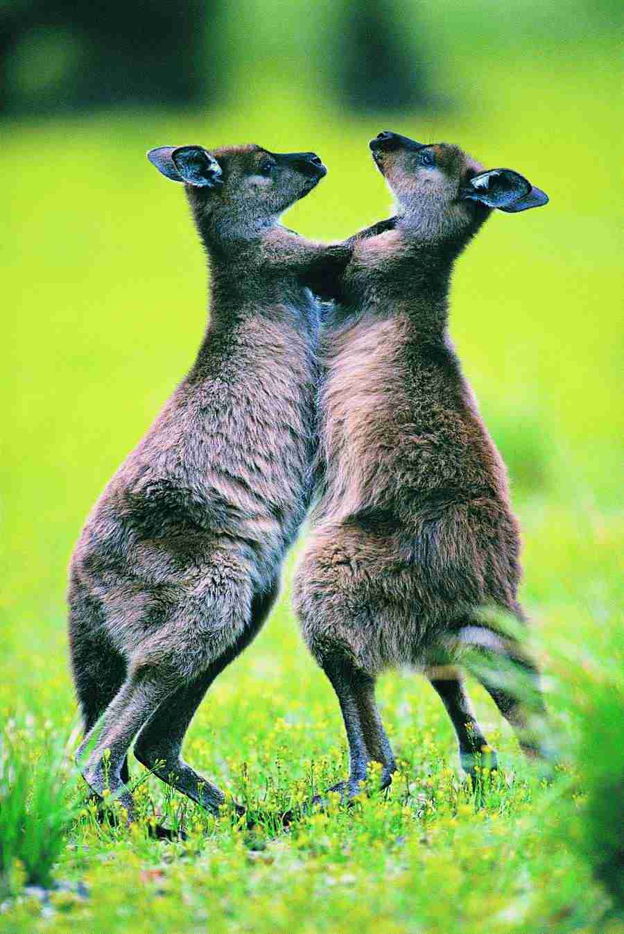 Animal Families - Digital Vision ></a>
<script language=JavaScript> 
  var txt = 