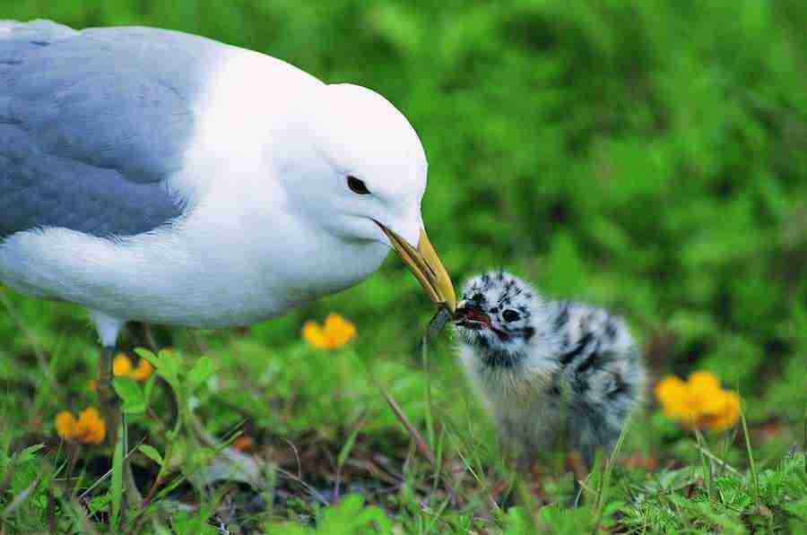 Animal Families - Digital Vision ></a>
<script language=JavaScript> 
  var txt = 