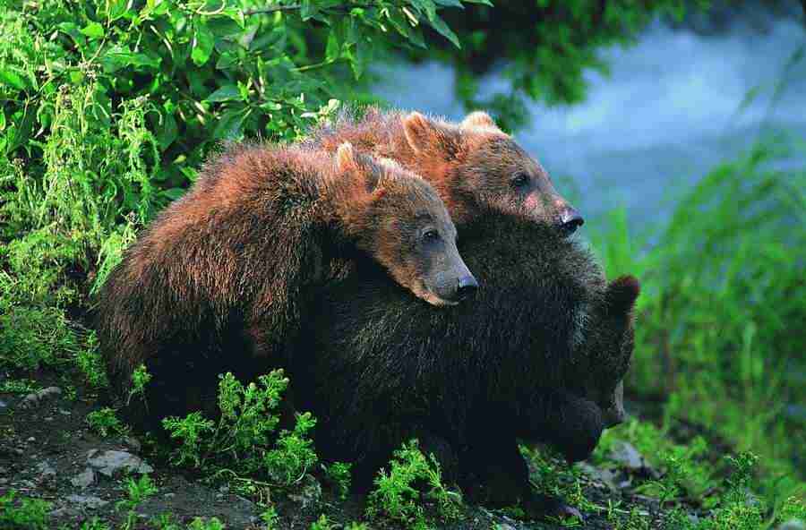 Animal Families - Digital Vision ></a>
<script language=JavaScript> 
  var txt = 