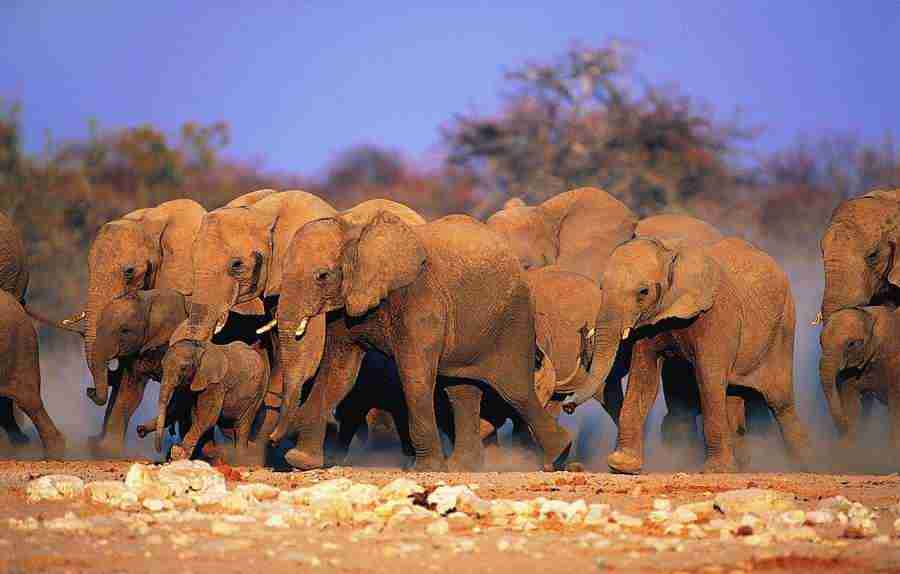 Animal Families - Digital Vision ></a>
<script language=JavaScript> 
  var txt = 
