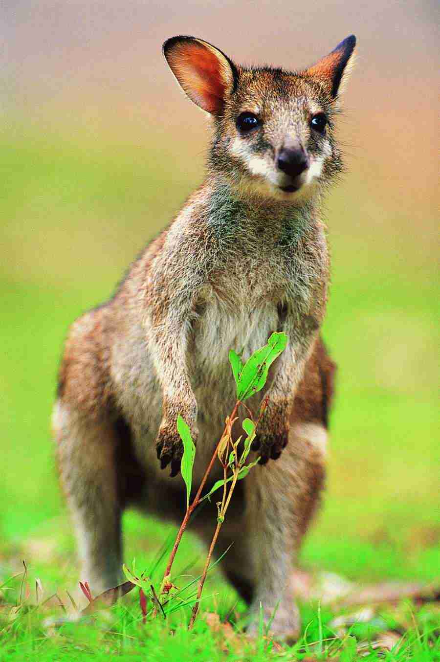 Animal Families - Digital Vision ></a>
<script language=JavaScript> 
  var txt = 